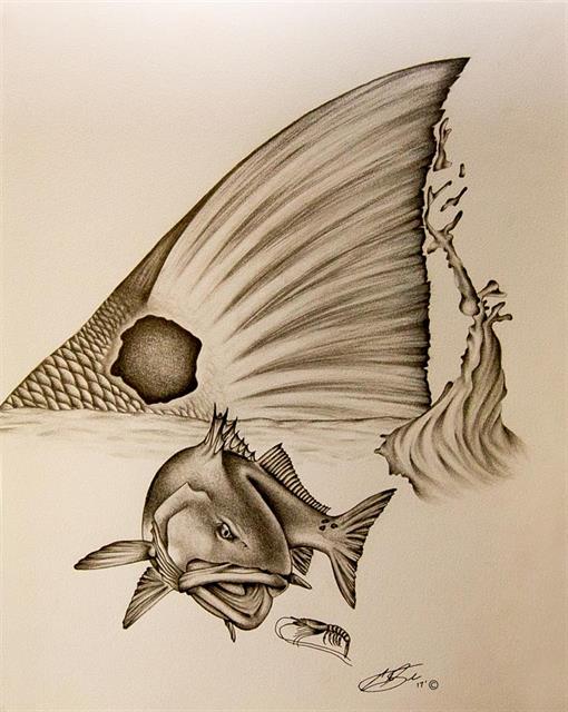 510x640 Redfish Drawing For Free Download - Redfish Drawing
