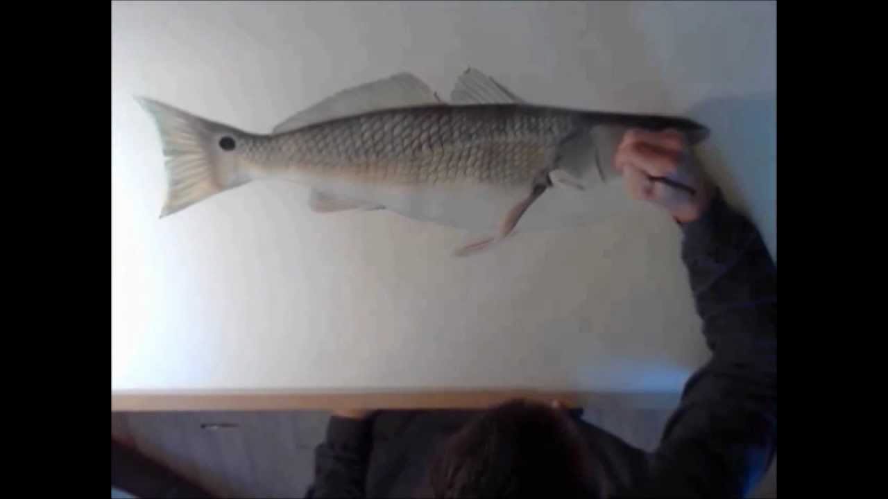 1280x720 Redfish Drawing Timelapsed - Redfish Drawing