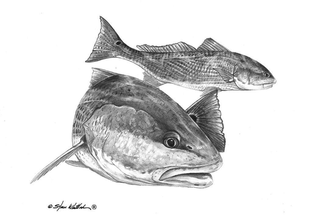 1024x716 Redfish Drawing Pencil For Free Download - Redfish Drawing
