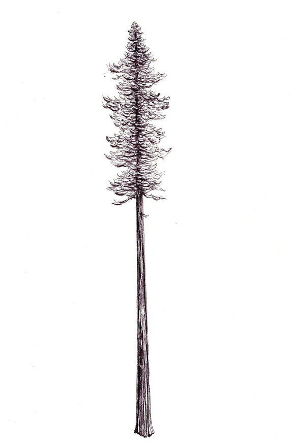 570x874 california redwood print digital print of an original drawing - Redwood Drawing