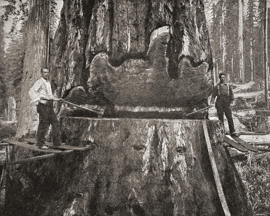 900x719 cutting down a giant california redwood drawing - Redwood Drawing