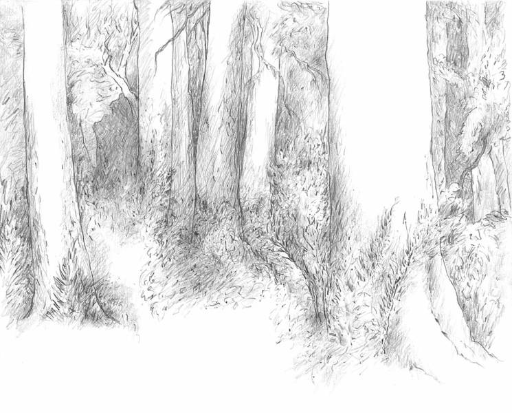 745x600 d - Redwood Drawing