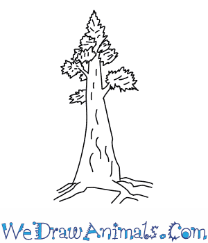300x350 how to draw a redwood tree - Redwood Drawing