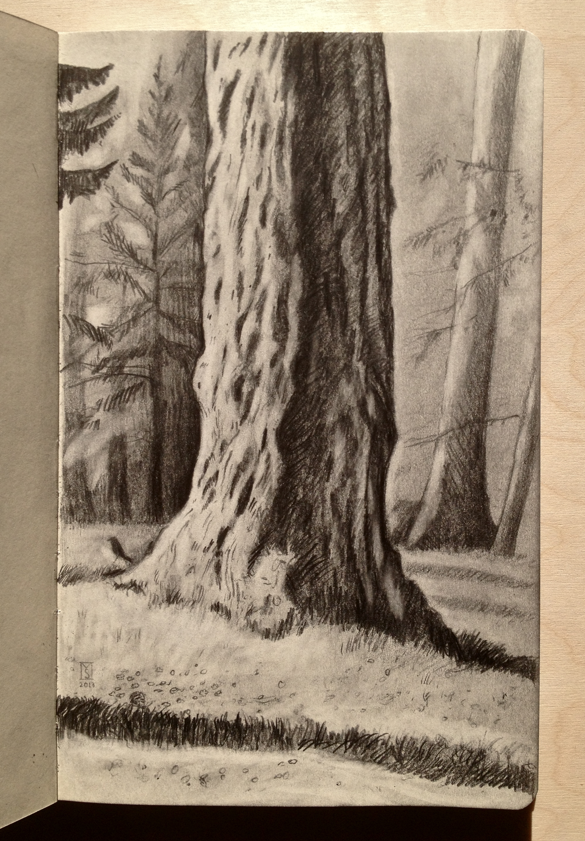 Redwood Drawing at Explore collection of Redwood