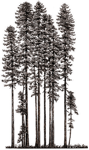 299x502 old growth forest tattoos, tattoo drawings - Redwood Drawing