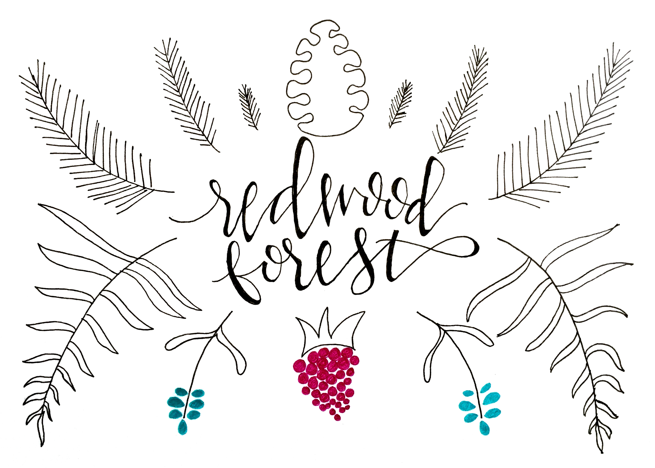 2760x1971 redwood forest flora drawing practice amy lamp - Redwood Drawing