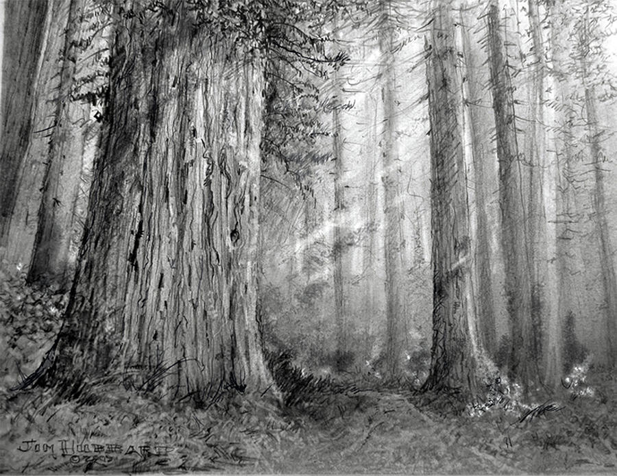 900x695 california - Redwood Drawing