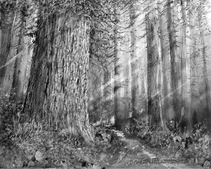 720x576 california redwood enchanced drawing - Redwood Drawing