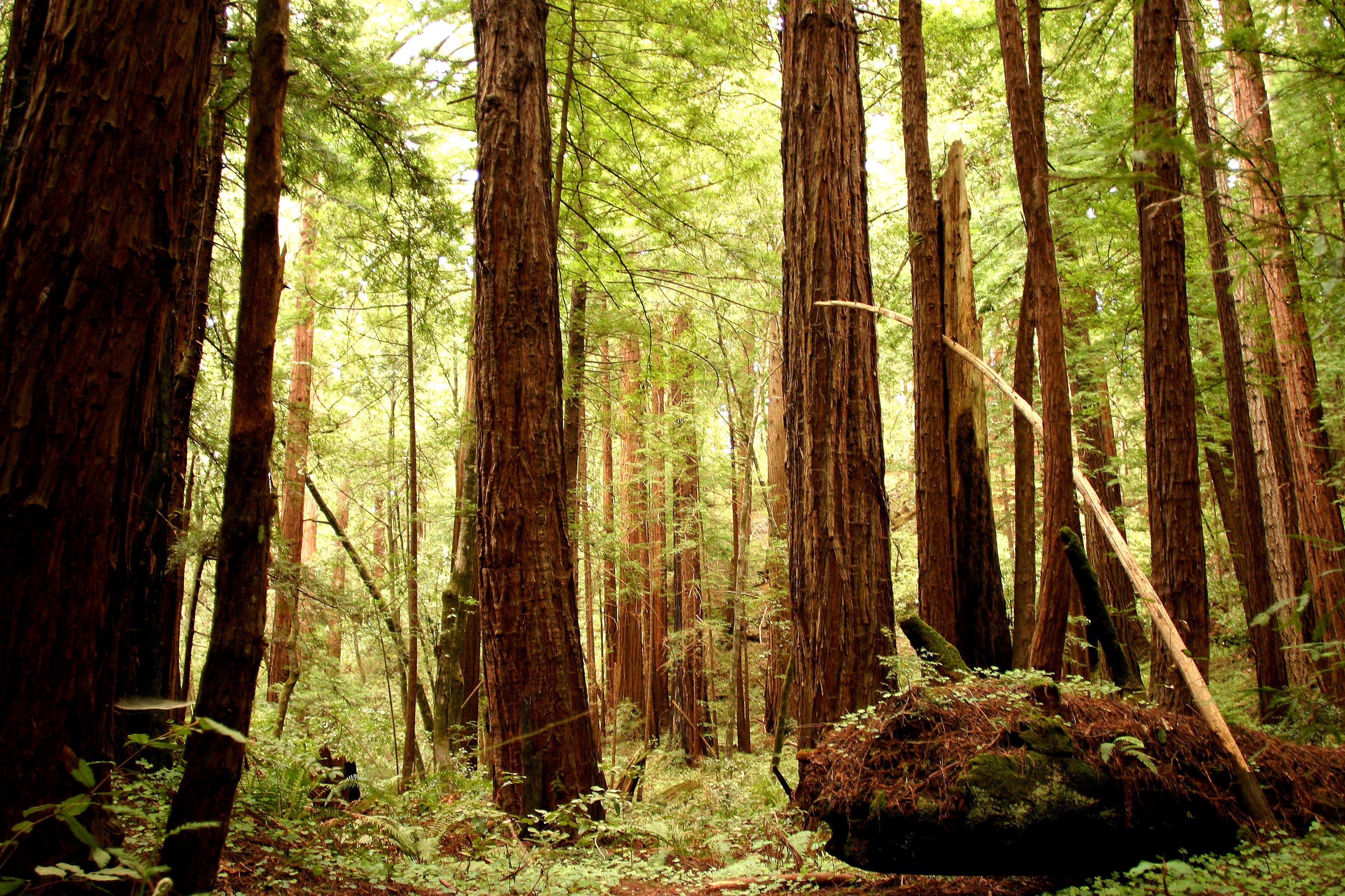 3072x2048 free admission coming to california redwood parks, once a month - Redwood Forest Drawing