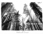 170x135 items similar to pen and ink drawing redwood forest, matted - Redwood Forest Drawing