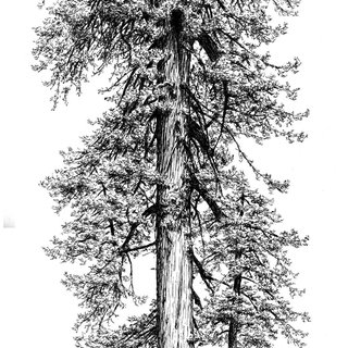 Redwood Forest Drawing at PaintingValley.com | Explore collection of ...