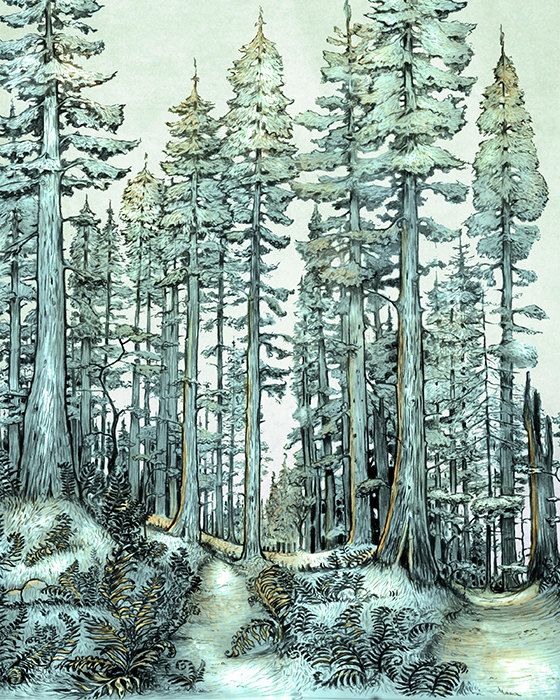 560x700 stage detailsart, accessories etc redwood forest art print - Redwood Forest Drawing