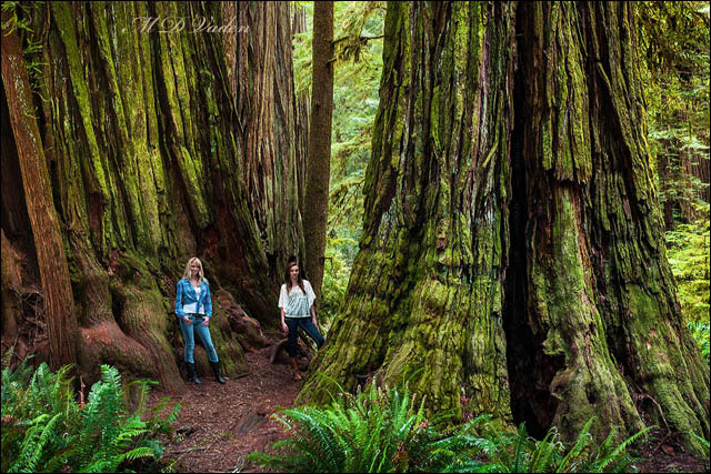 Redwood Forest Drawing at PaintingValley.com | Explore collection of ...