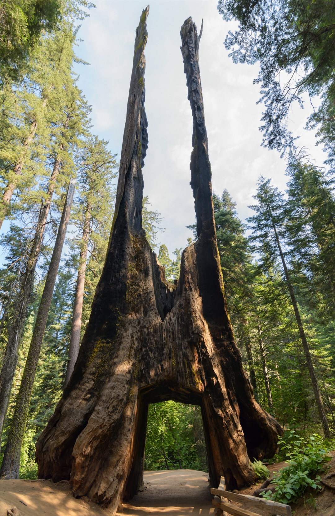 1080x1664 the drive through tree, a relic with roots in american tourism - Redwood Forest Drawing
