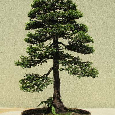 400x400 why do people go to redwood forest usa today - Redwood Forest Drawing