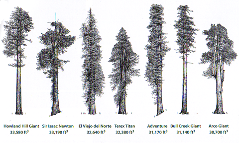 480x288 Wild Trees Cool Tools - Redwood Forest Drawing