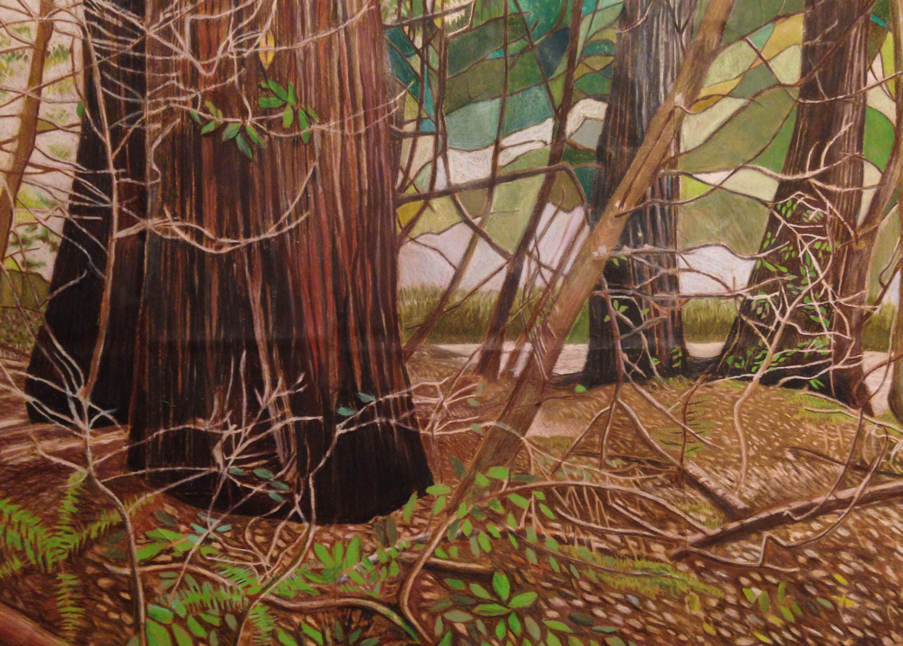 2985x2135 redwood tree forest - Redwood Forest Drawing