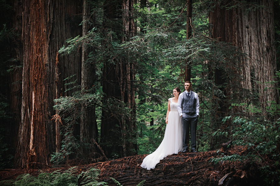900x600 california redwood forest destination wedding sam and joe - Redwood Forest Drawing