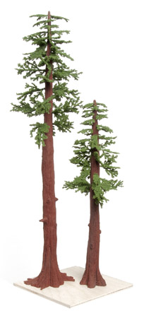 Redwood Tree Drawing