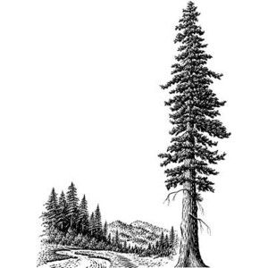 300x300 giant redwood - Redwood Tree Drawing
