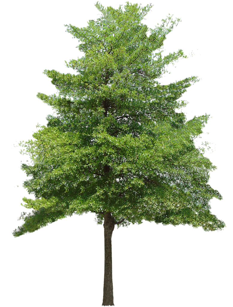 778x1024 mist drawing redwood transparent png clipart free download - Redwood Tree Drawing