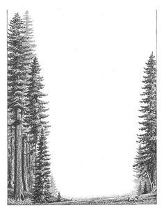 236x305 redwood tree black and white drawing - Redwood Tree Drawing