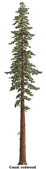 156x567 redwood tree drawing with roots - Redwood Tree Drawing