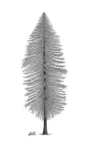 185x300 redwood tree drawings fine art america - Redwood Tree Drawing