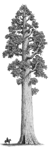 174x500 redwood forest background - Redwood Tree Drawing