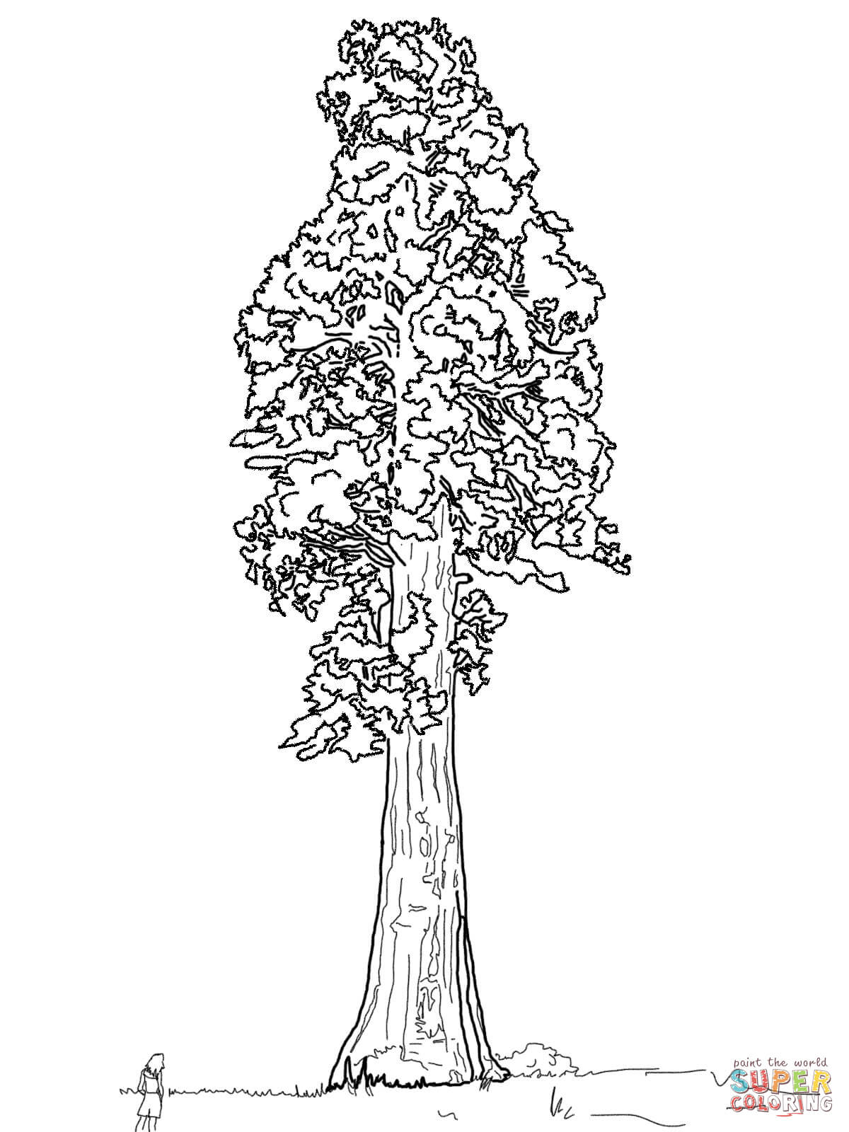 1200x1600 redwood tree - Redwood Tree Drawing