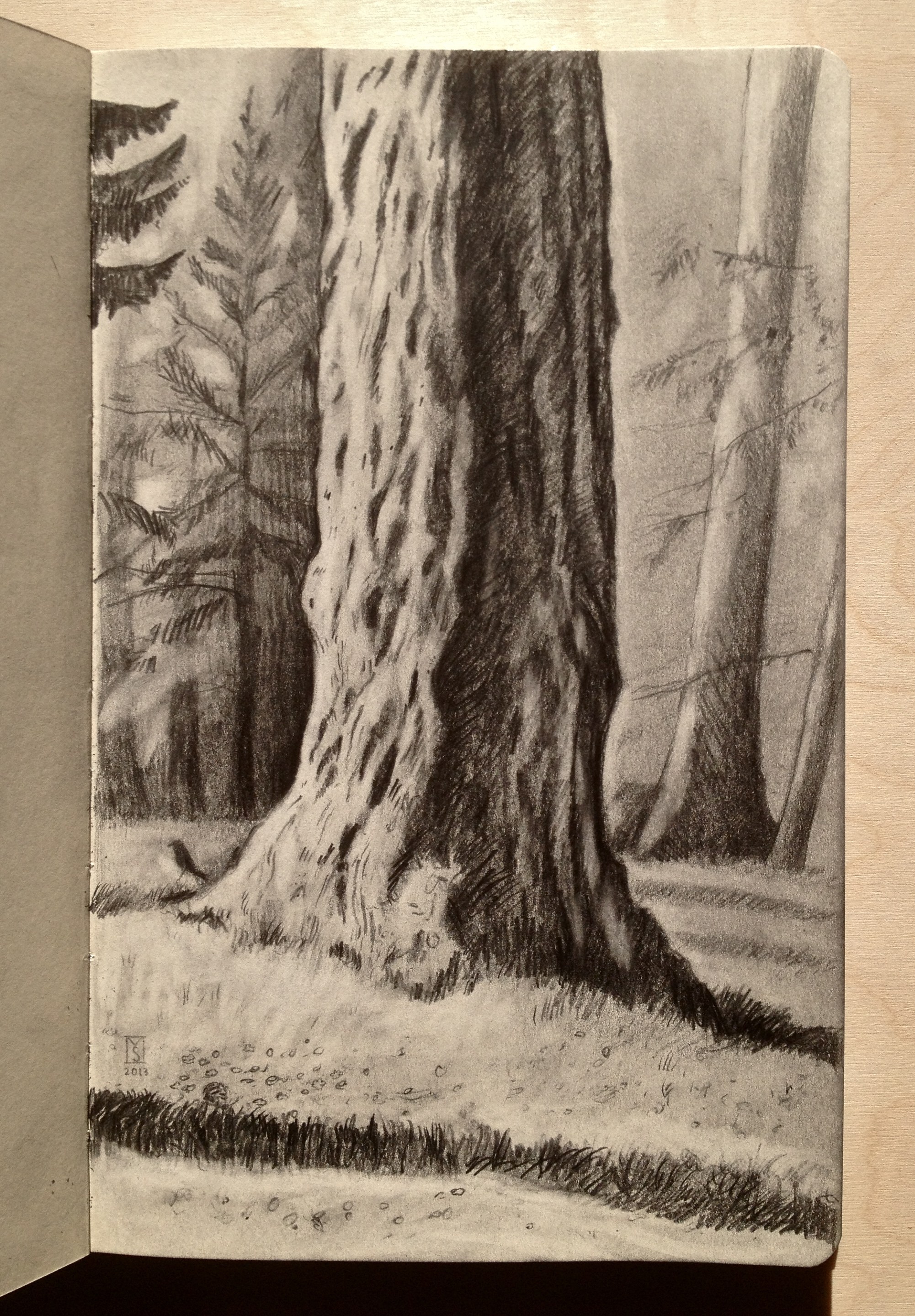 2002x2880 coast redwood drawing pictures and ideas on meta networks - Redwood Tree Drawing