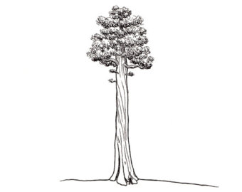 340x270 sequoia drawing etsy - Redwood Tree Drawing