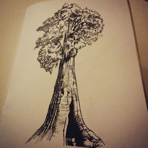 480x480 woods redwood forest transparent png clipart free download - Redwood Tree Drawing