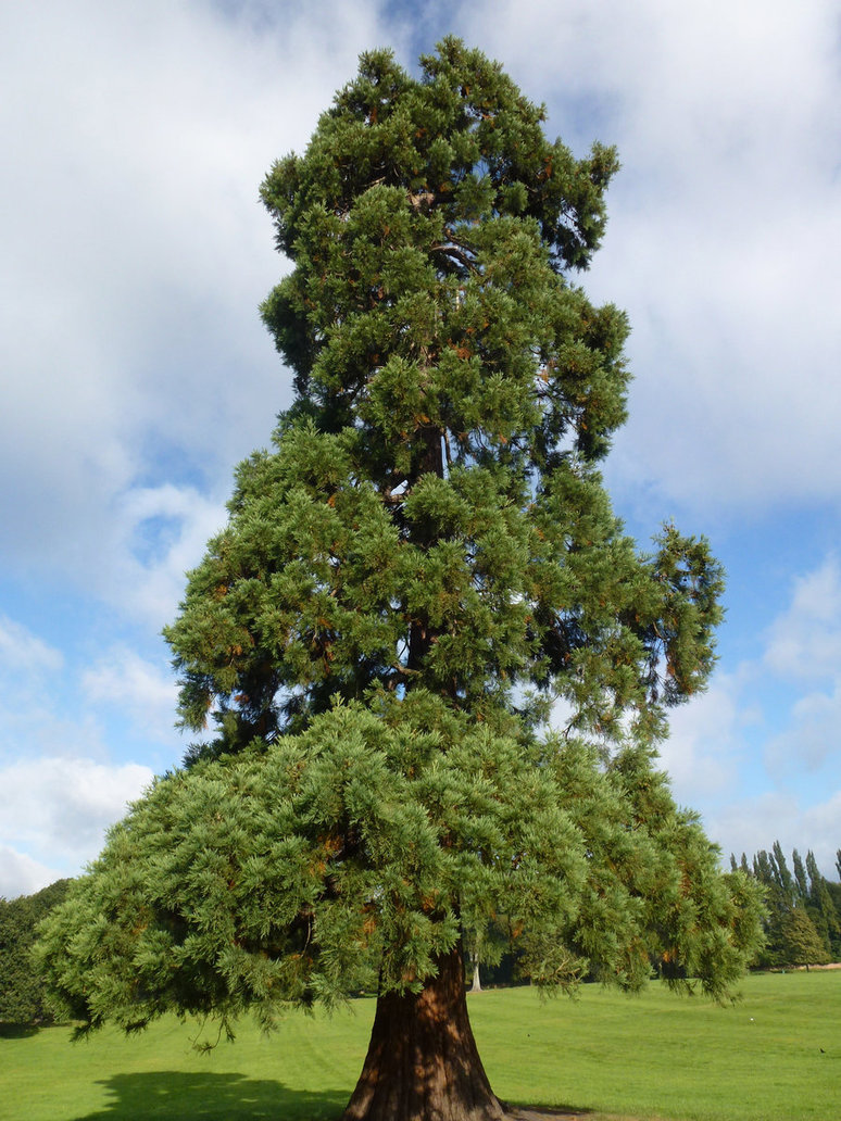 774x1032 redwood tree - Redwood Tree Drawing