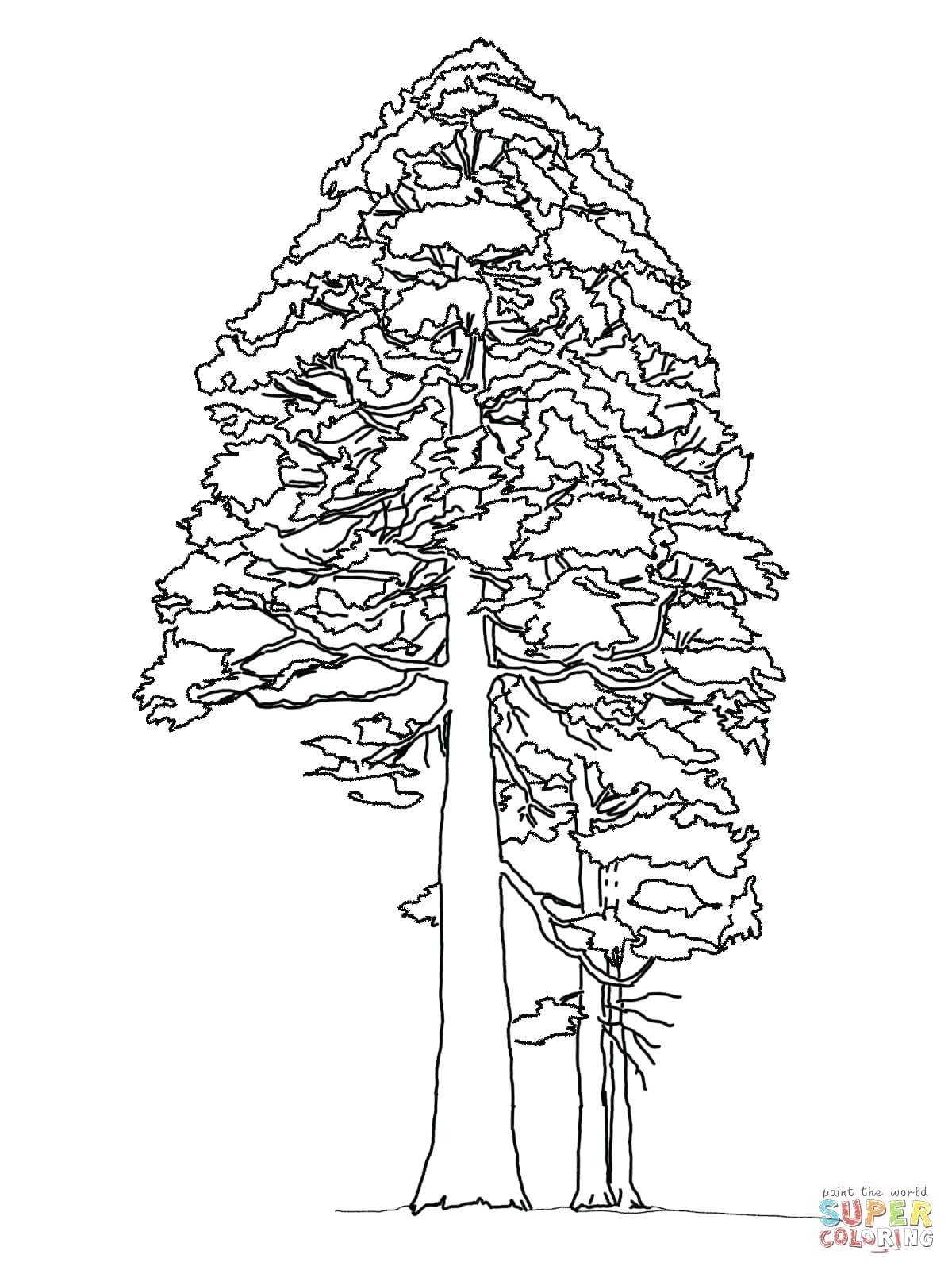 1200x1600 tree branches drawing math ridenation club - Redwood Tree Drawing