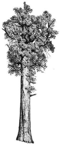 230x550 big trees, and a field trip - Redwood Tree Drawing