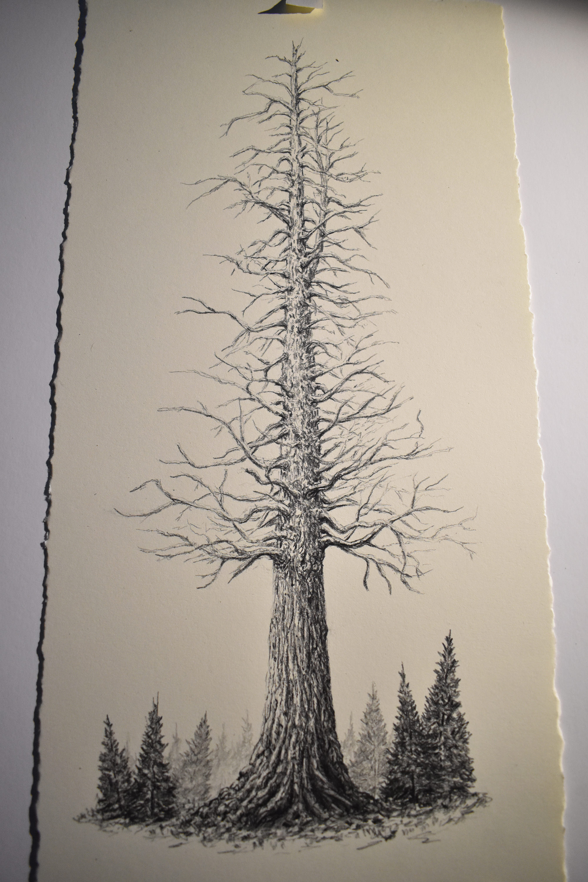 Redwood Tree Drawing at Explore collection of