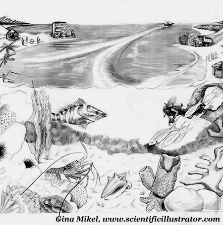 450x455 coral reef drawing - Reef Drawing