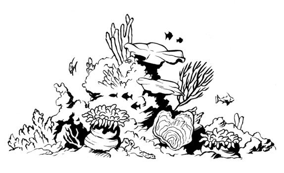 574x351 coral reef sketch images pictures - Reef Drawing