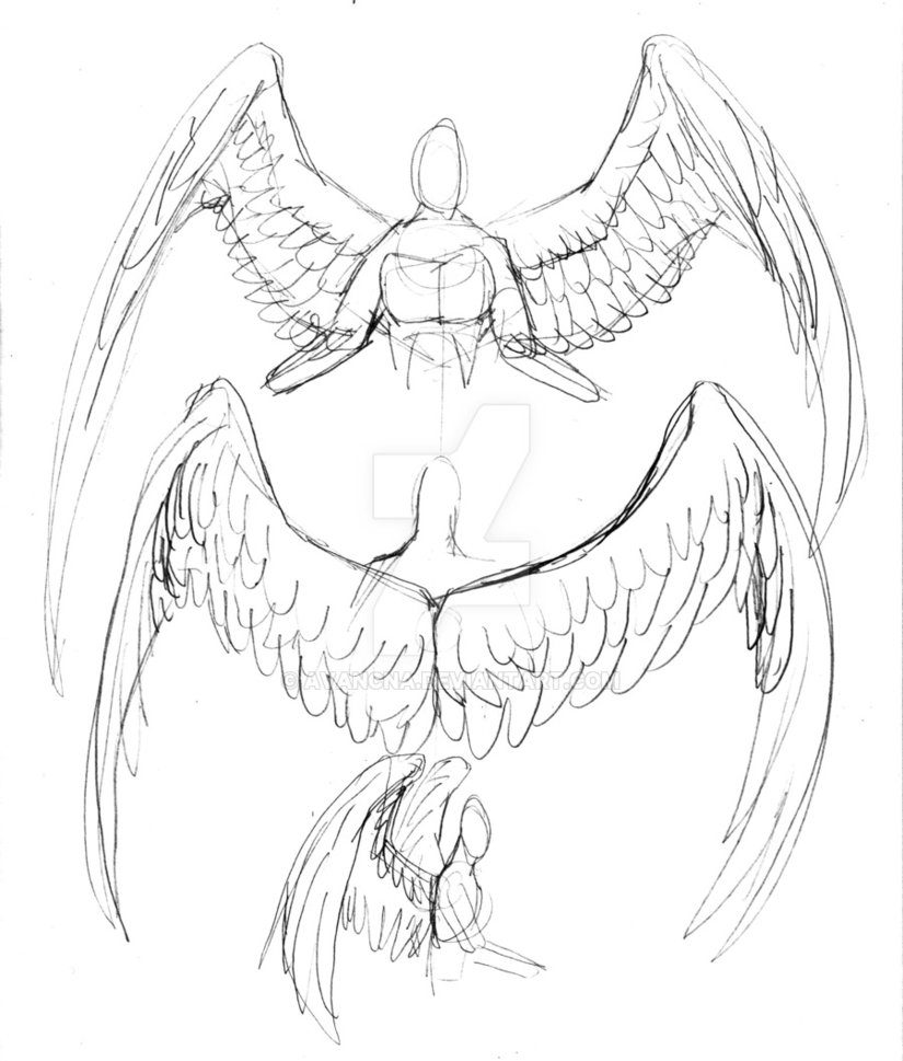 825x969 Wing References - Reference Pictures For Drawing