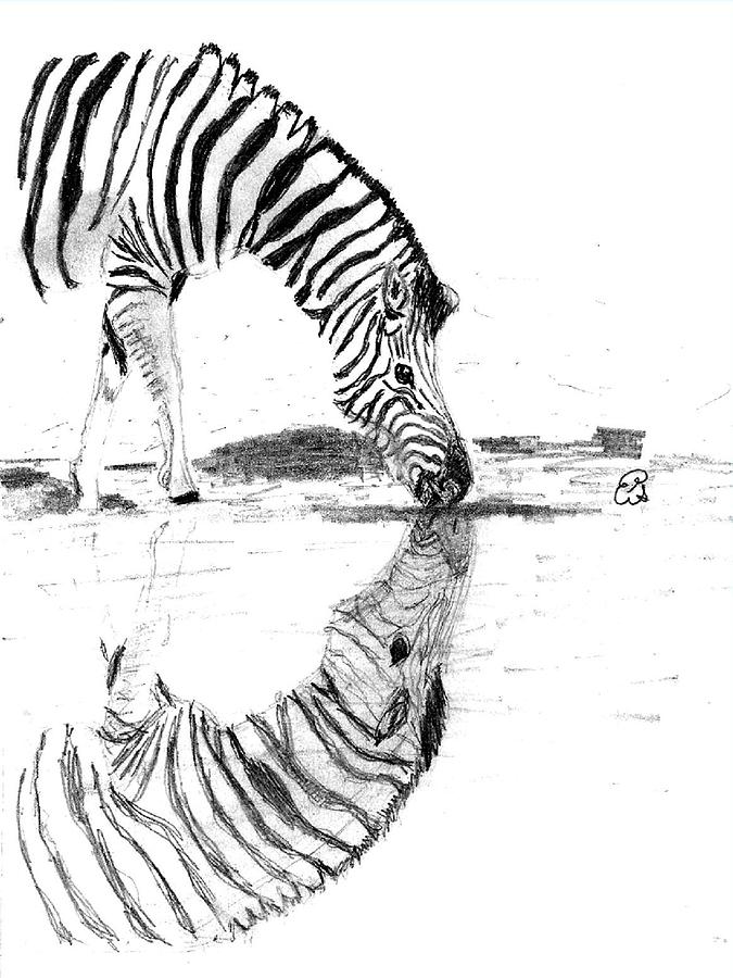 675x900 zebra reflection drawing - Reflection Drawing