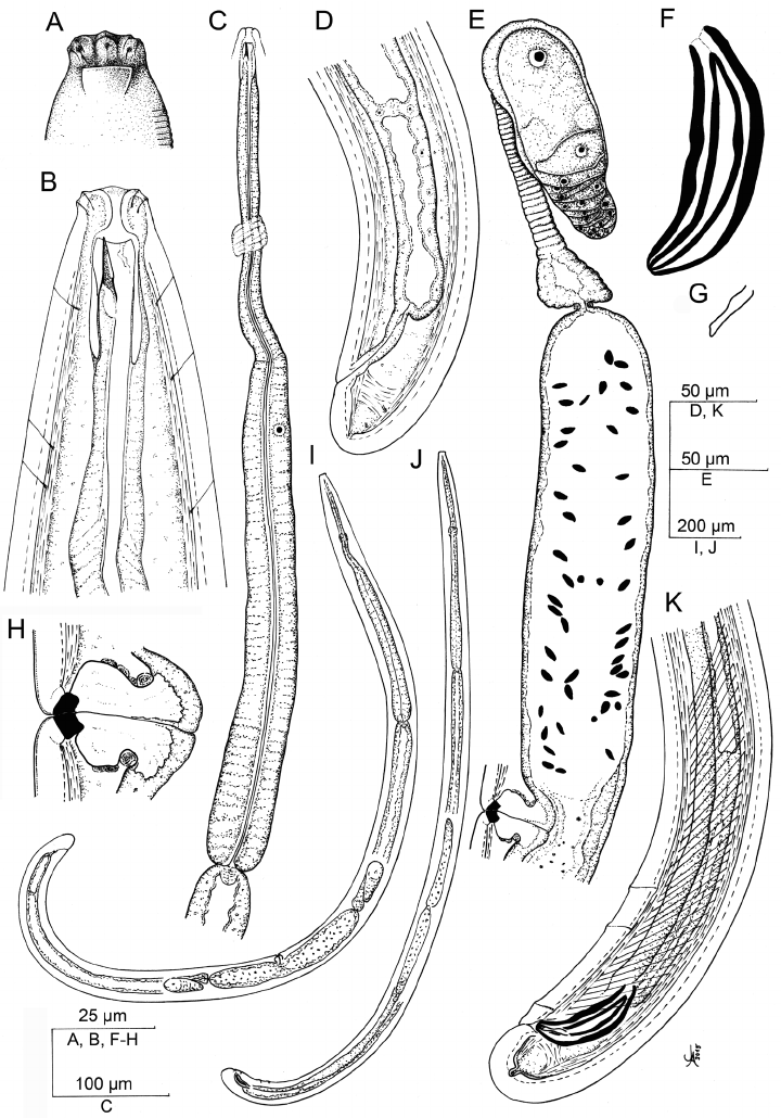 720x1030 Aporcelaimoides Silvaticum Sp N - Region Drawing