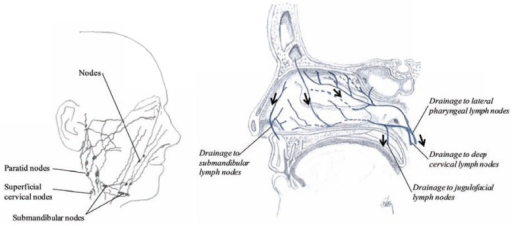 512x226 drawing showing the lymphatic draining from the nasal r open i - Region Drawing