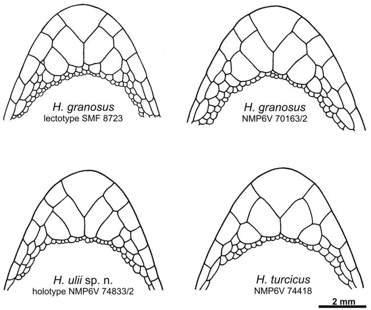 756x631 Schematic Drawing Of The Chin Region Of The Lectotype And A New - Region Drawing
