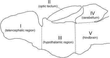 356x190 Schematic Drawing Of The Sagittal Brain Section Of The Medaka - Region Drawing