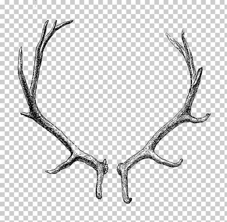 728x710 reindeer antler horn transparent png clipart free cliparts - Reindeer Antlers Drawing