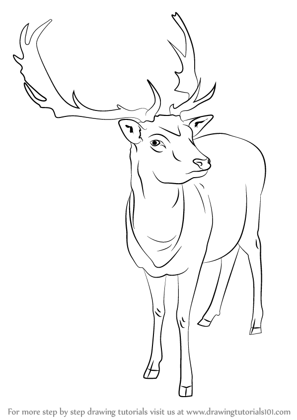 598x844 Learn How To Draw A Reindeer - Reindeer Drawing