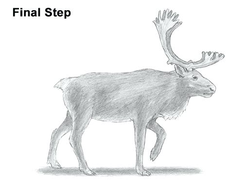 500x386 How To Draw An Easy Reindeer - Reindeer Drawing