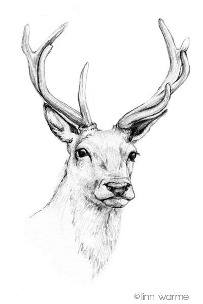 400x600 Random Reindeer Face Drawing - Reindeer Face Drawing