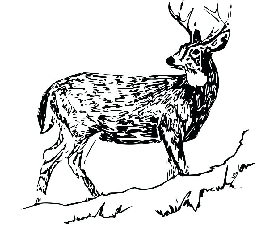 900x740 drawing of reindeer white tailed deer drawing reindeer clip art - Reindeer Face Drawing